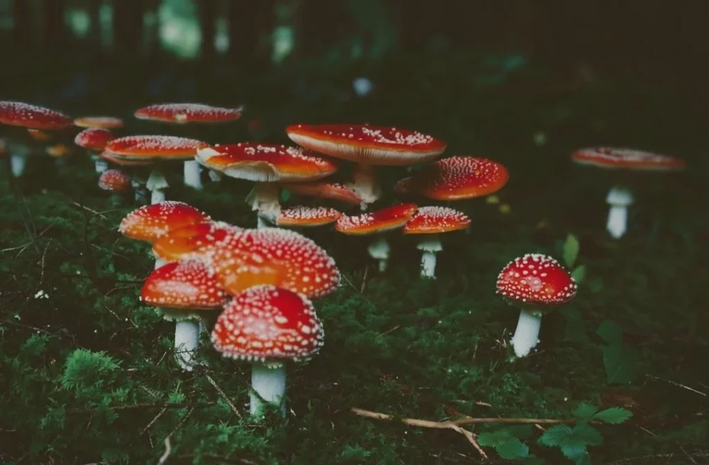 Mushroom Pickup Lines