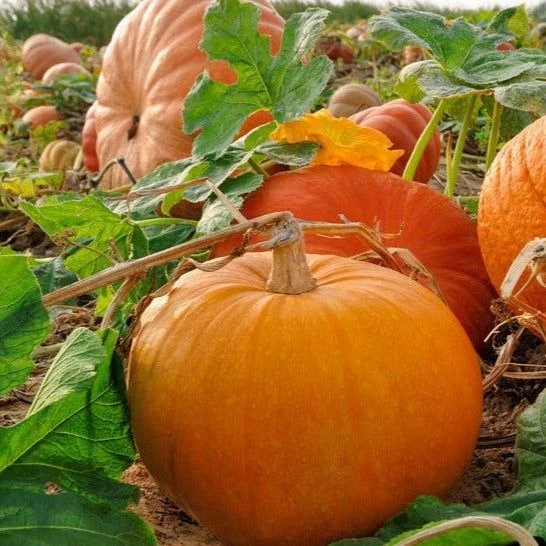 Pumpkin Pickup Lines