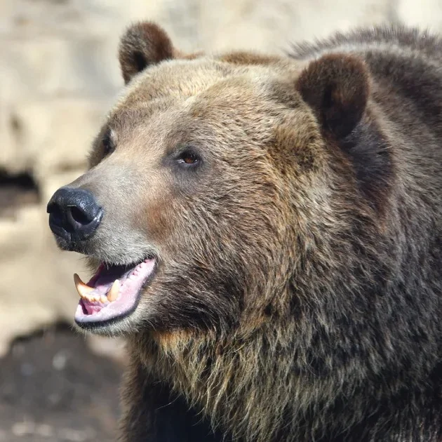 Bear Pickup Lines