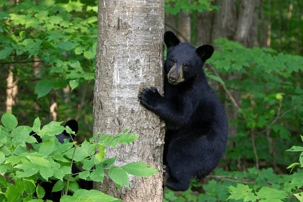 Bear Pickup Lines