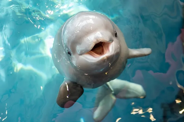 Beluga Pickup Lines