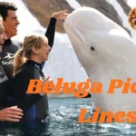 Beluga Pickup Lines