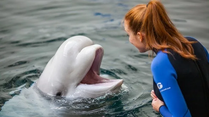 Beluga Pickup Lines