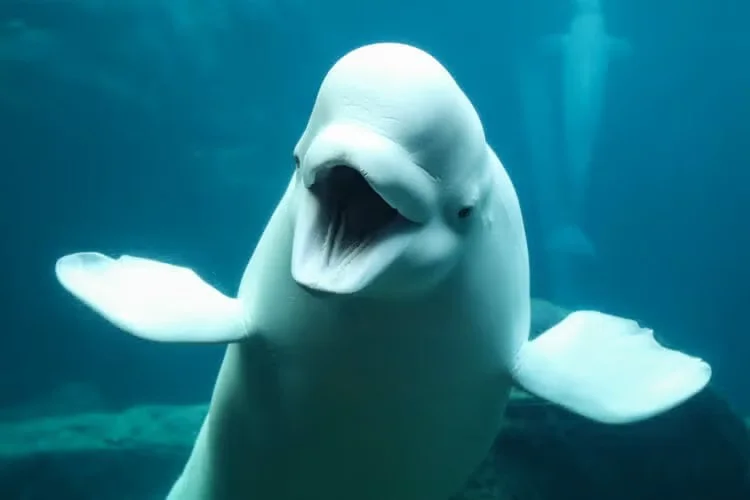 Beluga Pickup Lines