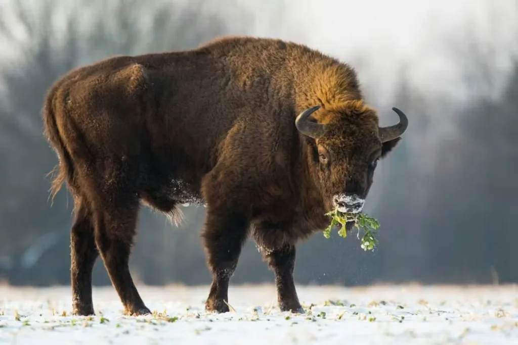 Bison Pickup Lines