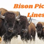 Bison Pickup Lines