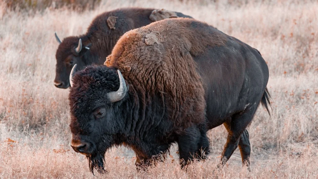 Bison Pickup Lines