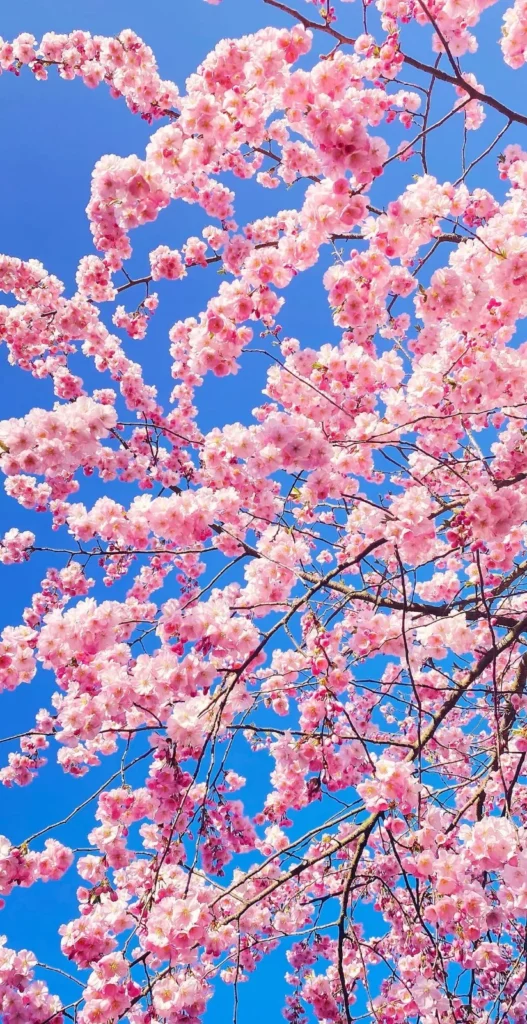 Blossom Pickup Lines