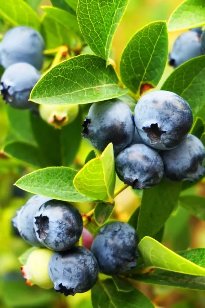 Blueberry Pickup Lines