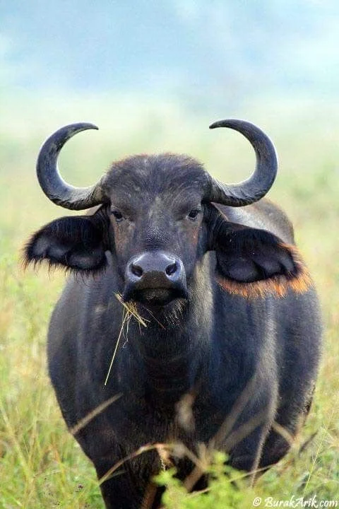 Buffalo Pickup Lines