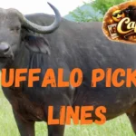 Buffalo Pickup Lines