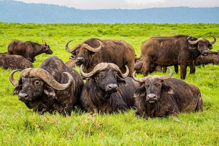 Buffalo Pickup Lines