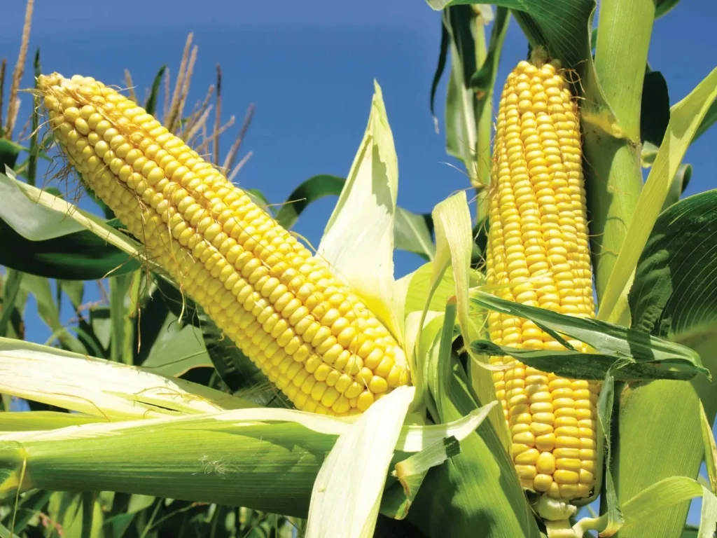 Corn Pickup Lines