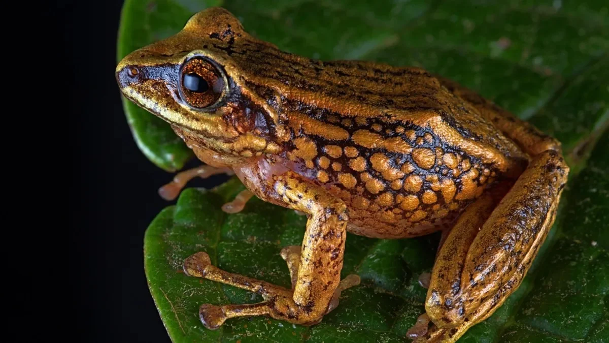 Frog Pickup Lines