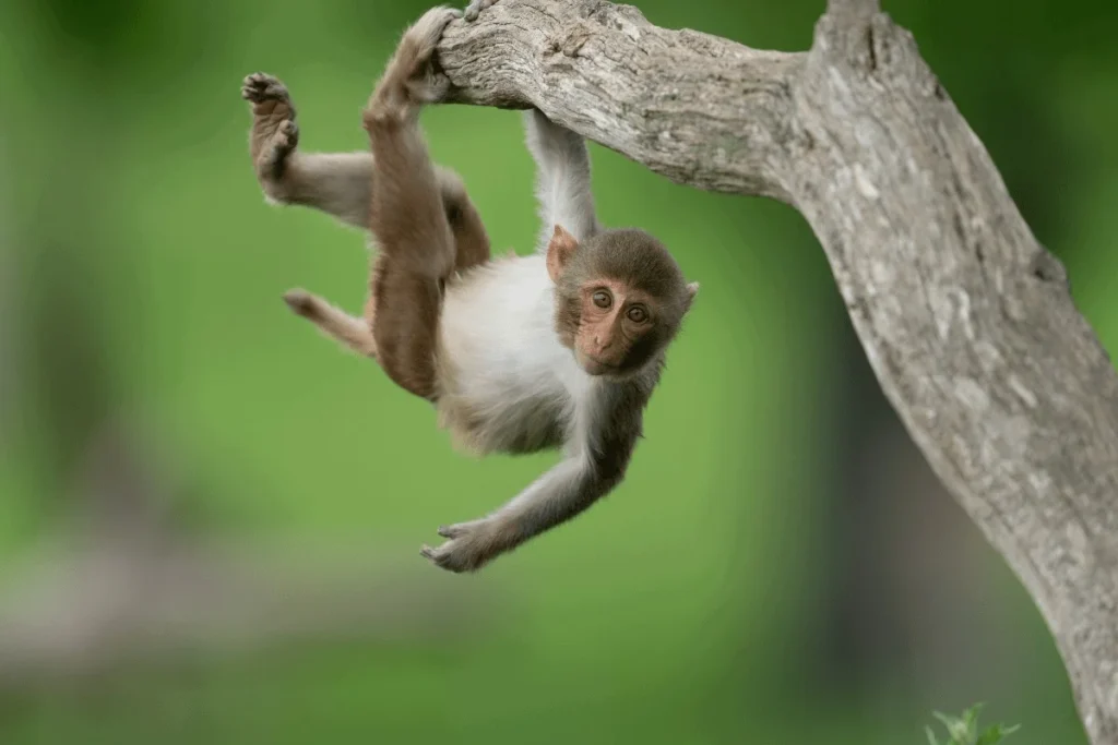 Monkey Pickup Lines