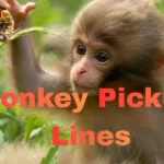 Monkey Pickup Lines
