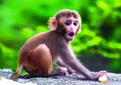 Monkey Pickup Lines