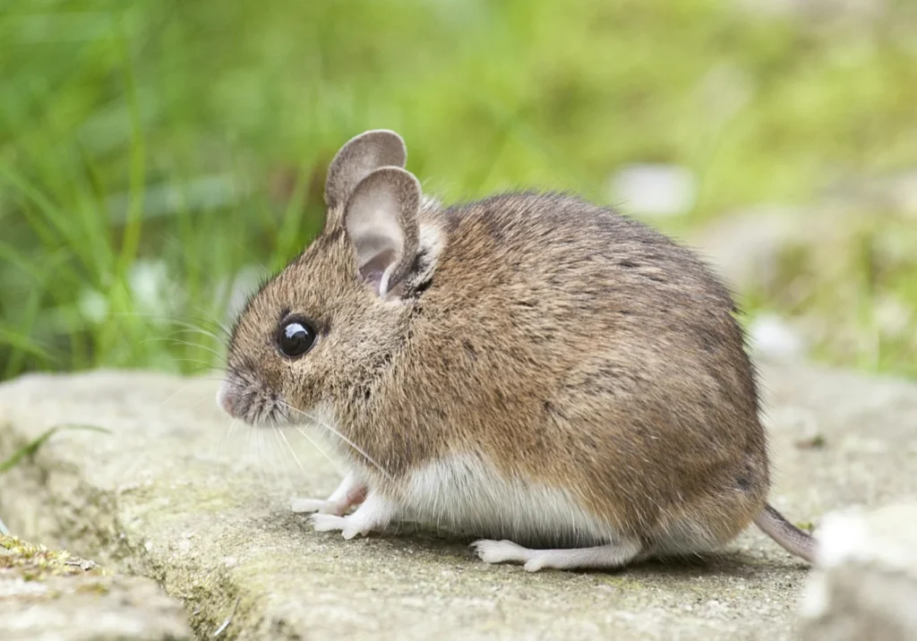 Mouse Pickup Lines