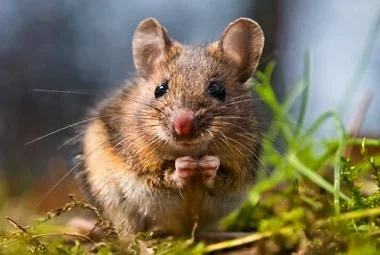 Mouse Pickup Lines