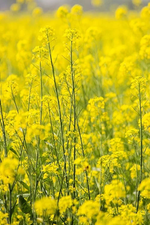 Mustard Pickup Lines