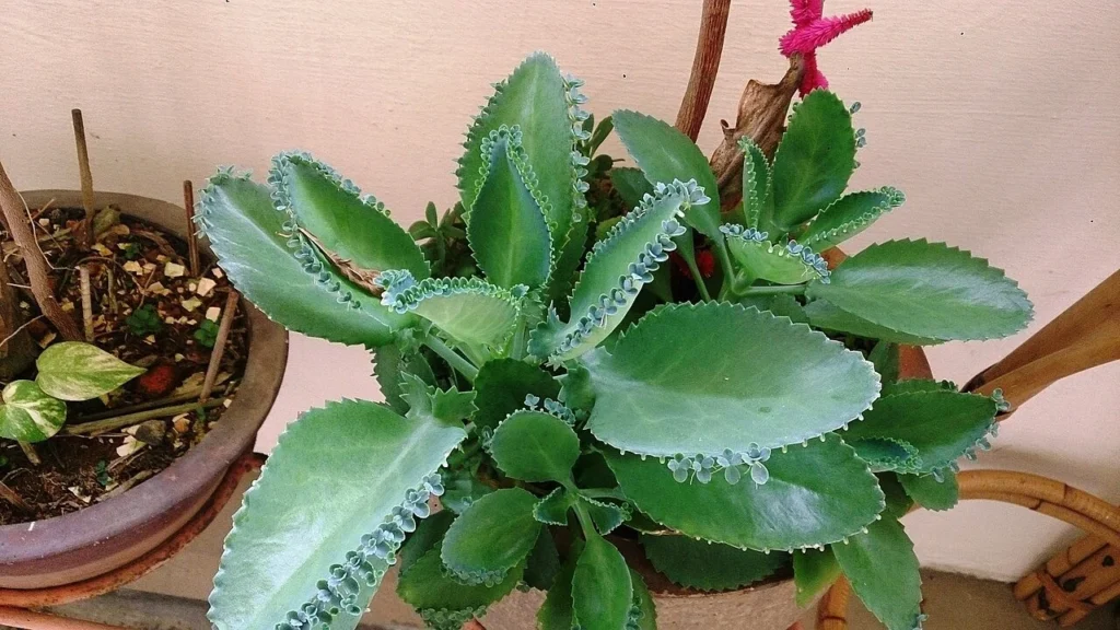 Plant Pickup Lines