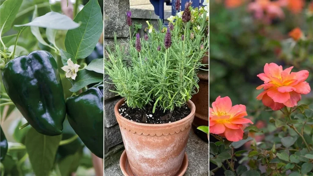 Plant Pickup Lines
