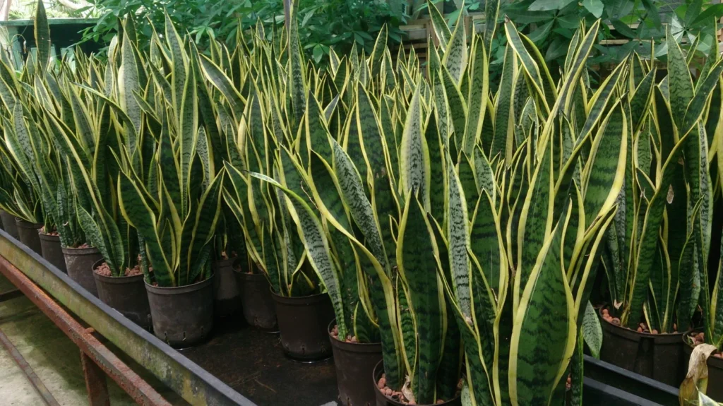 Plant Pickup Lines