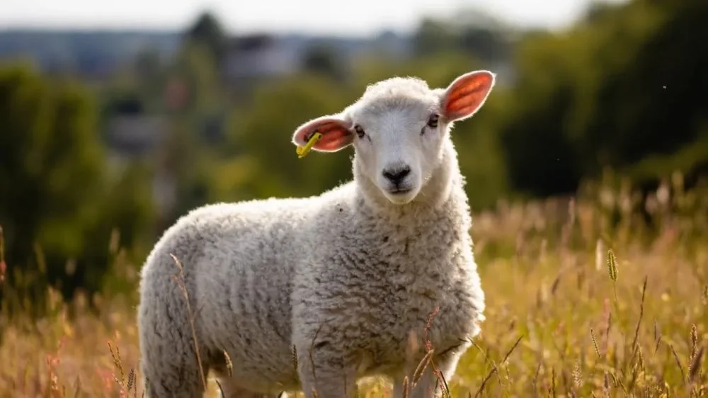 Sheep Pickup Lines