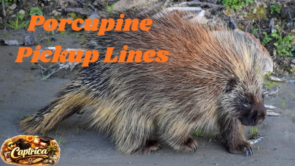 Porcupine Pickup Lines