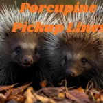 Porcupine Pickup Lines