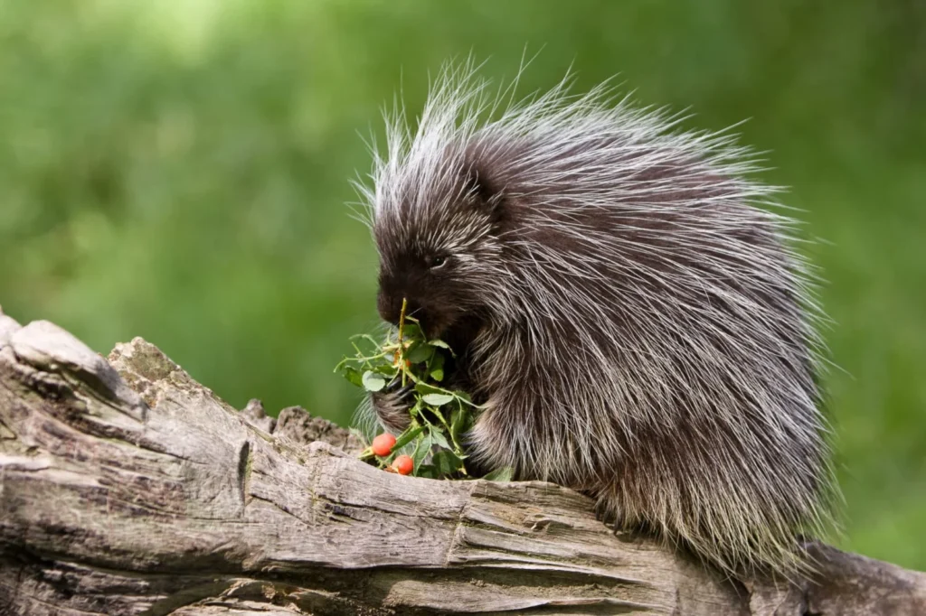 Porcupine Pickup Lines